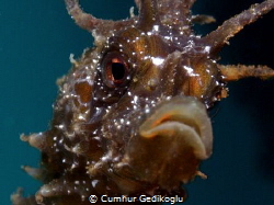 Hippocampus guttulatus
Speckled Seahorse by Cumhur Gedikoglu 